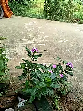 COUPLLE VILLAGE online show from 09/19/25, 02:35