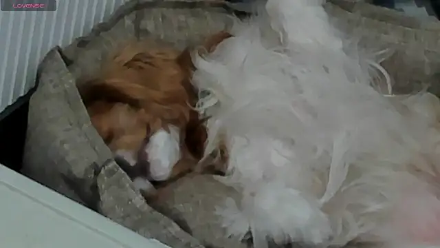 Peggy Beauty online show from 02/11/25, 06:44